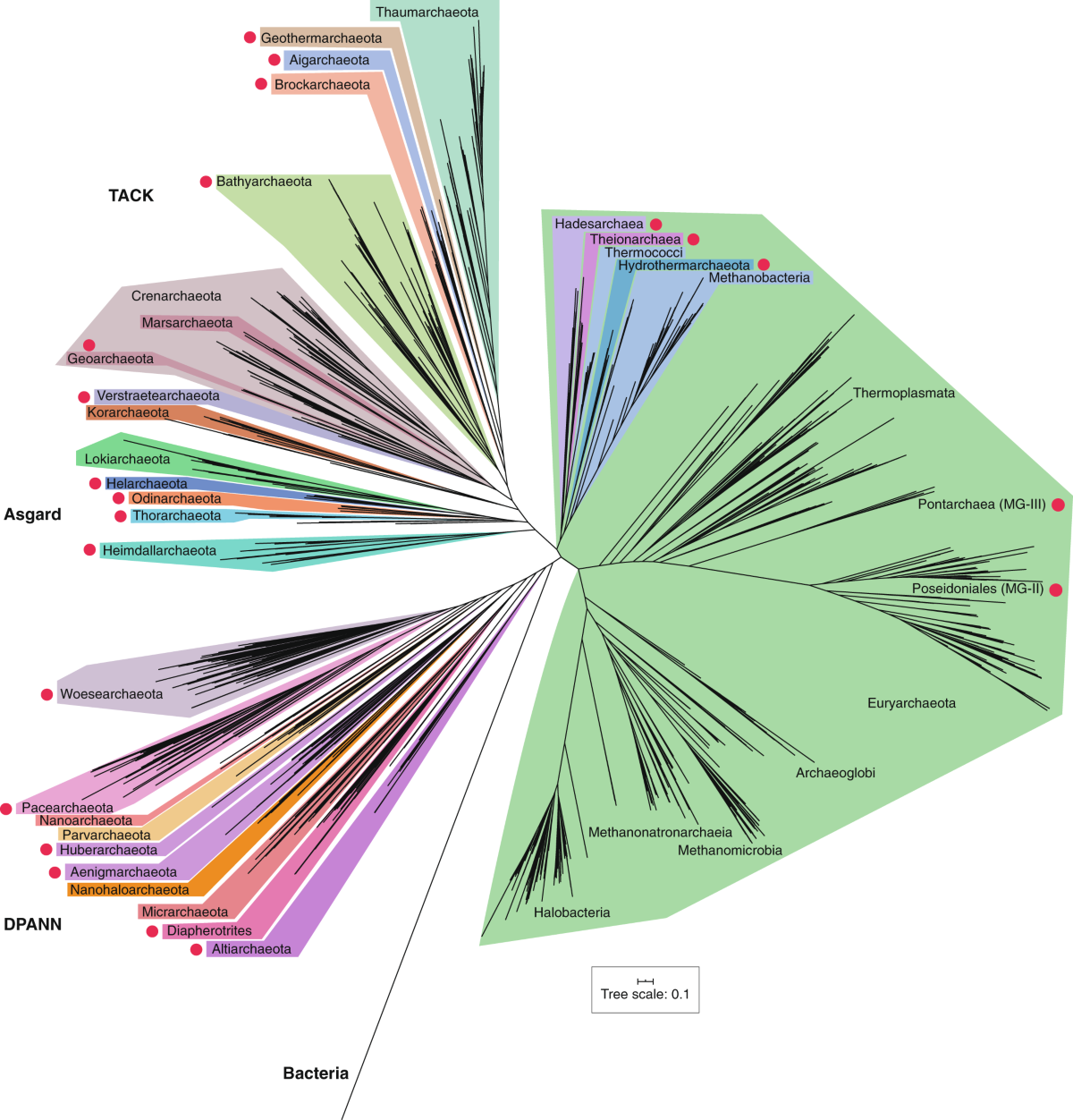 Diversity, ecology and evolution of Archaea | Nature Microbiology