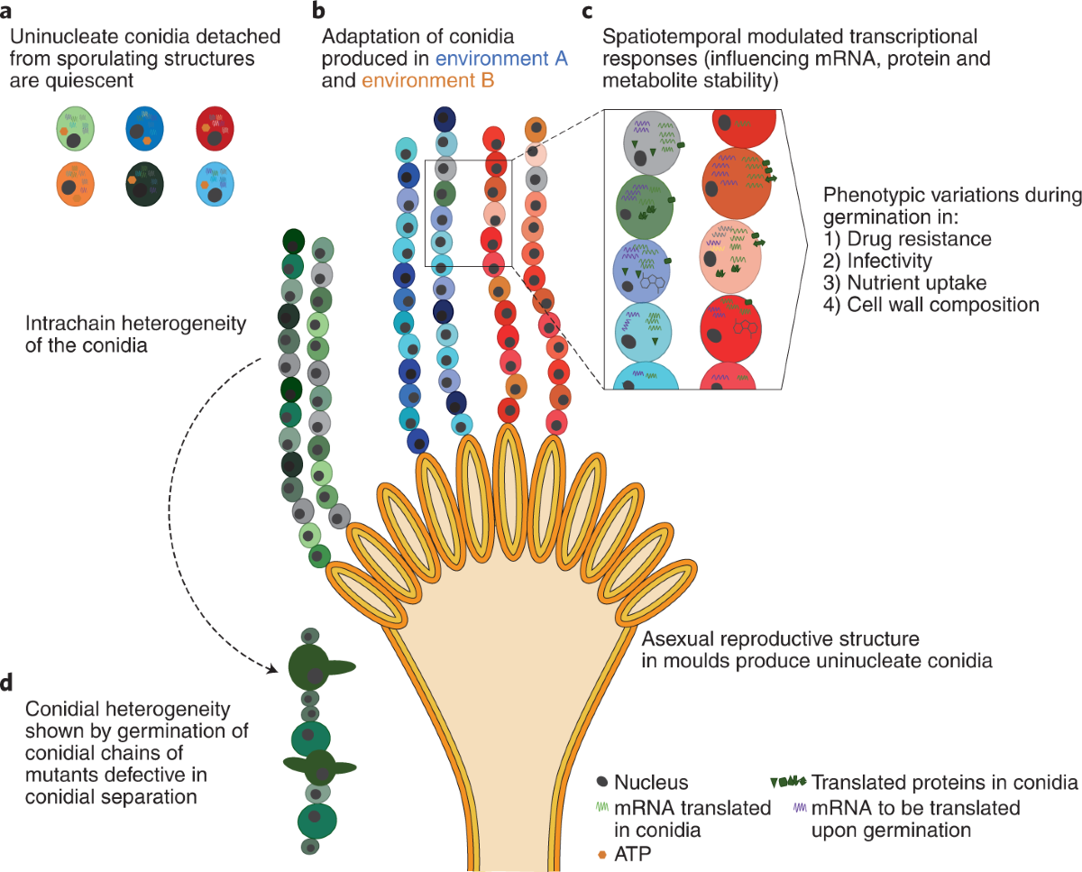 Fungal spores are future-proofed | Nature Microbiology