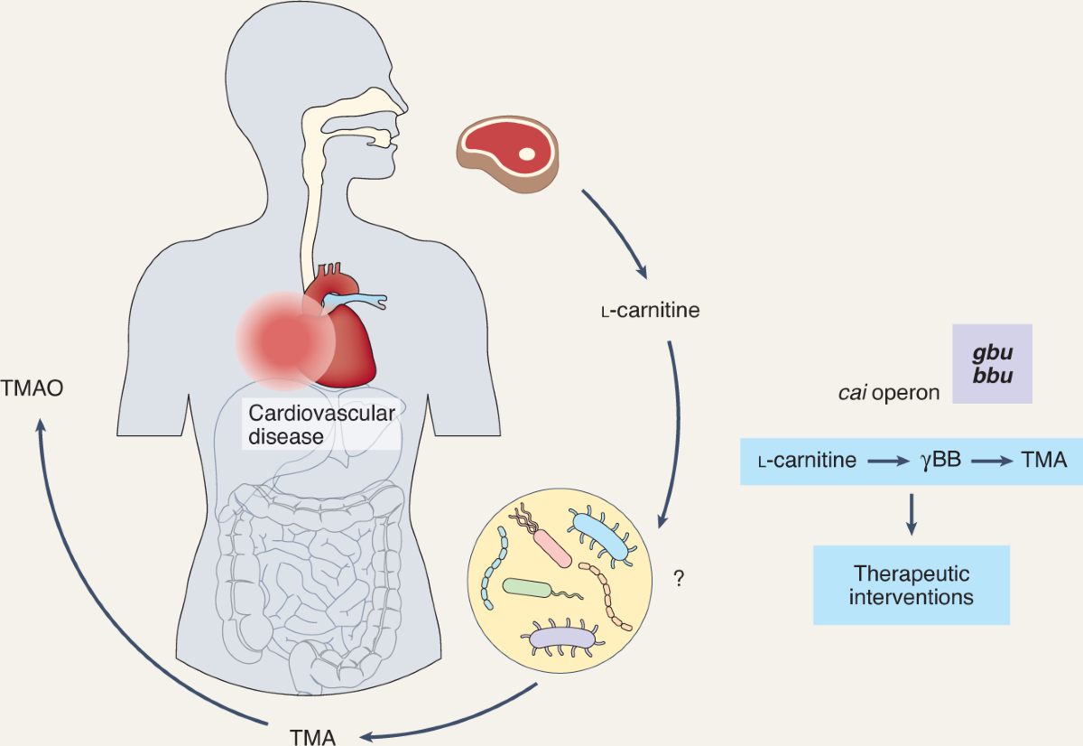 Linking anaerobic gut bacteria and cardiovascular disease