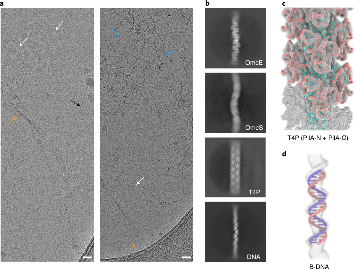 Cryo-EM structure of an extracellular Geobacter OmcE cytochrome filament  reveals tetrahaem packing | Nature Microbiology