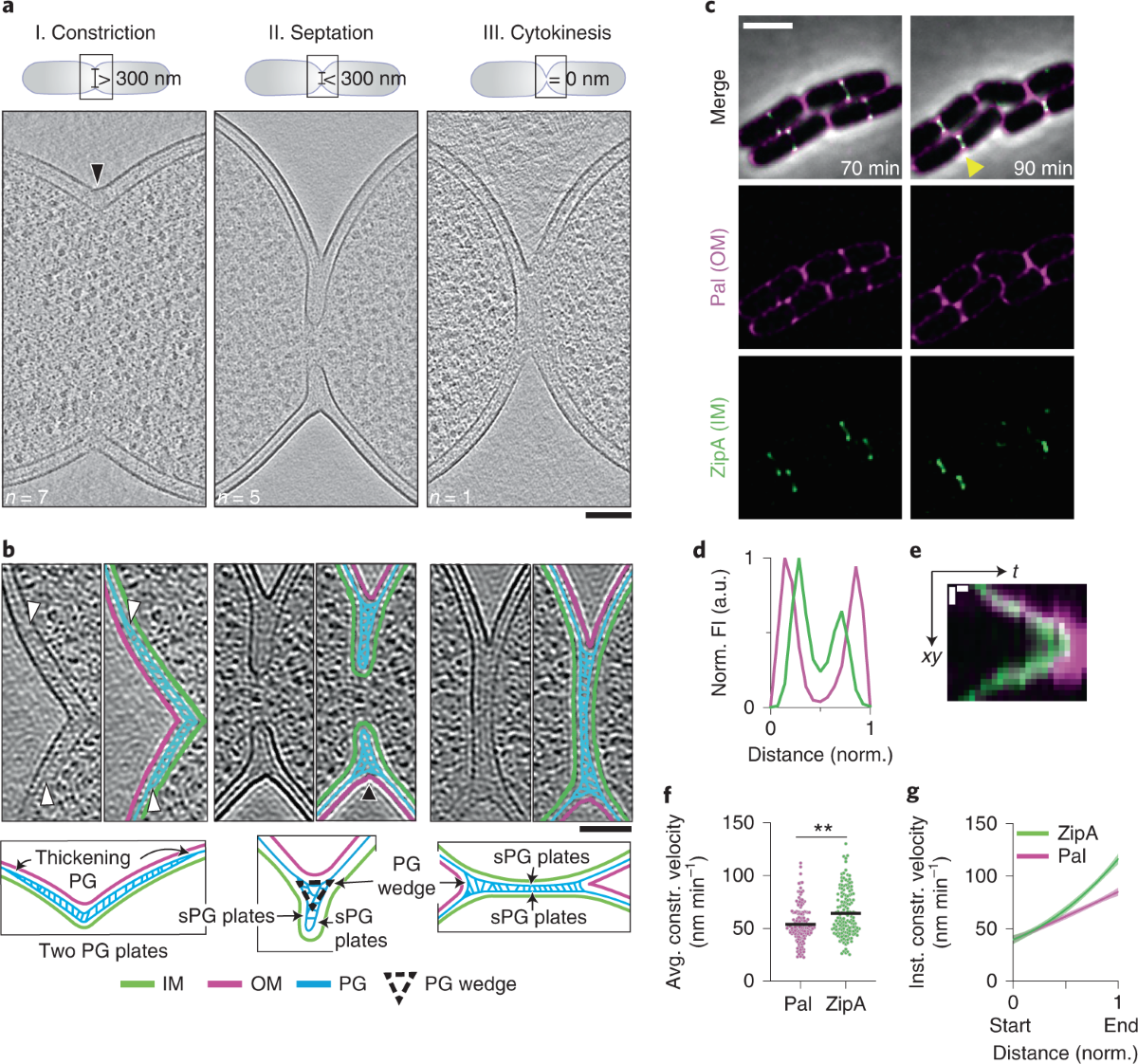 Cell wall synthesis and remodelling dynamics determine division