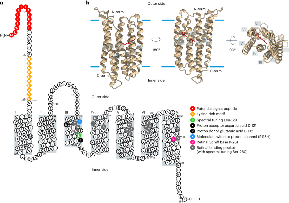 plastid-localized-xanthorhodopsin-increases-diatom-biomass-and-ecosystem-productivity-in-iron-limited-surface-oceans-nature-microbiology