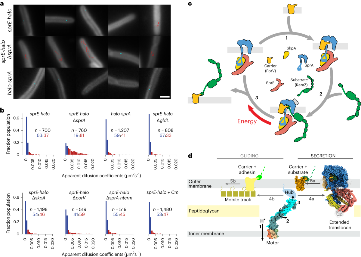 Structural insights into the mechanism of protein transport by the Type 9  Secretion System translocon | Nature Microbiology
