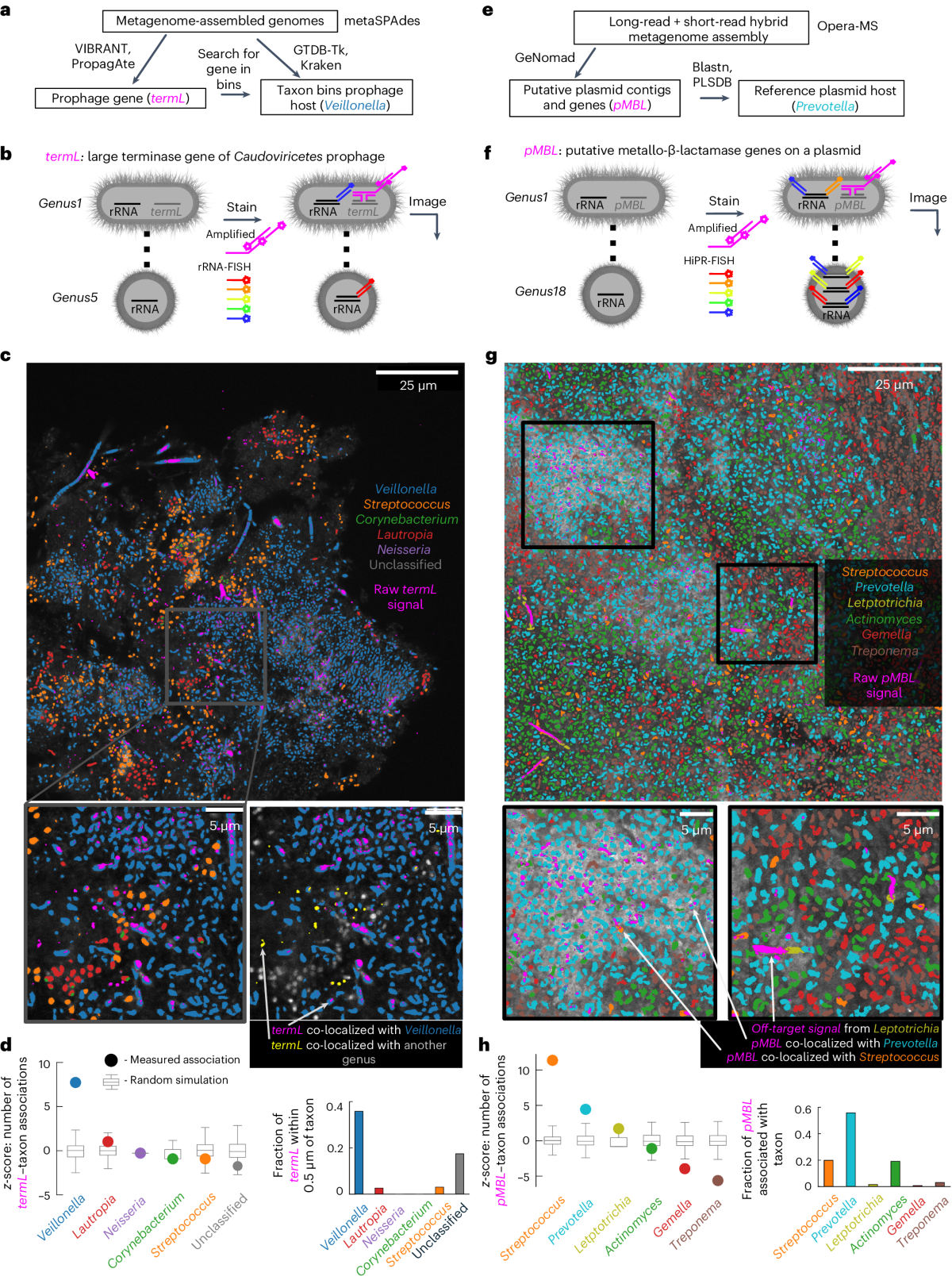 Spatial mapping of mobile genetic elements and their bacterial hosts in  complex microbiomes | Nature Microbiology