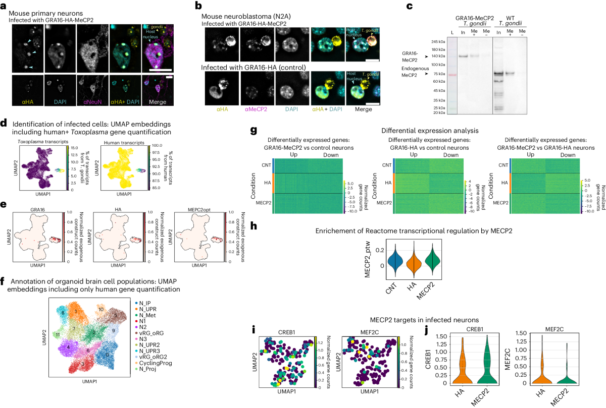 Engineering Toxoplasma gondii secretion systems for intracellular ...