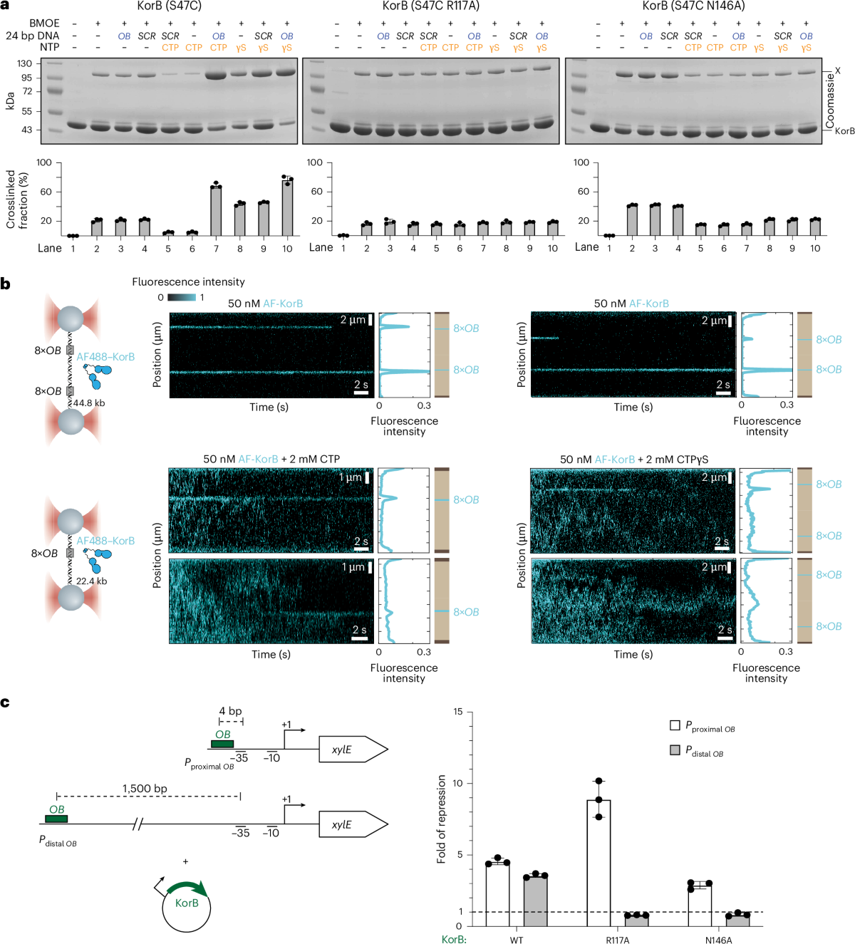 KorB switching from DNA-sliding clamp to repressor mediates long-range gene  silencing in a multi-drug resistance plasmid | Nature Microbiology