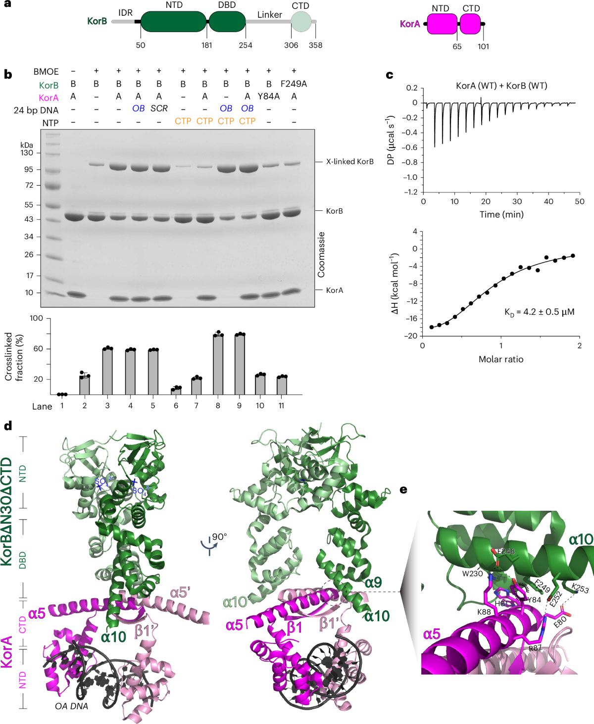 KorB switching from DNA-sliding clamp to repressor mediates long-range gene  silencing in a multi-drug resistance plasmid | Nature Microbiology