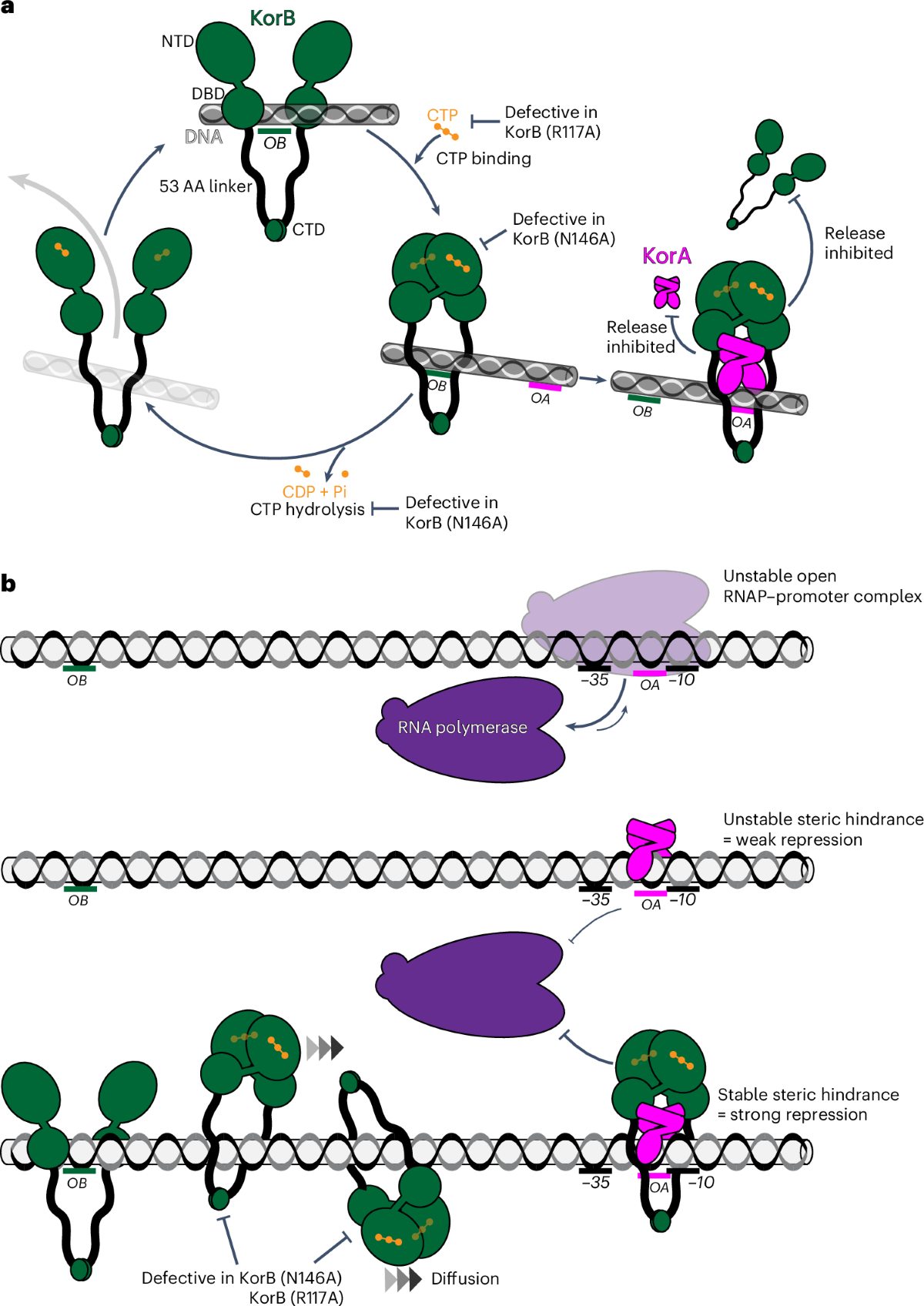 KorB switching from DNA-sliding clamp to repressor mediates long-range gene  silencing in a multi-drug resistance plasmid | Nature Microbiology