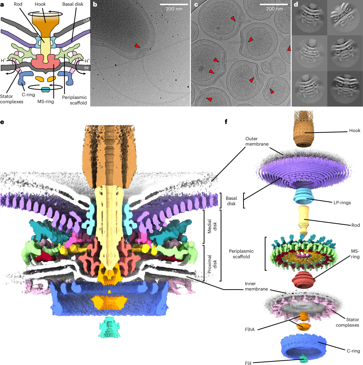 In situ structure of a bacterial flagellar motor at subnanometre 