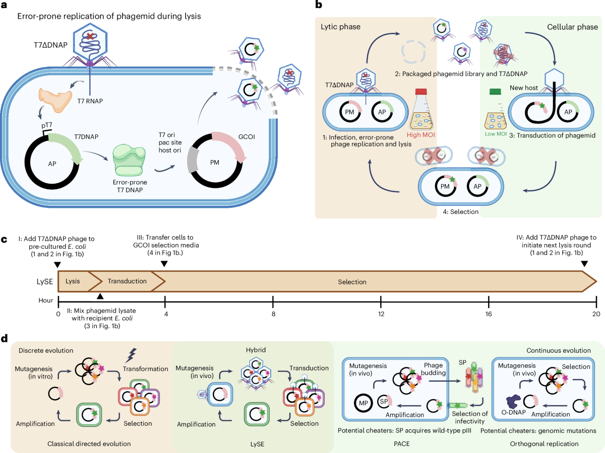 Bridging continuous and discrete evolution through a controllable,  hypermutagenic phage-bacteria system | Nature Microbiology