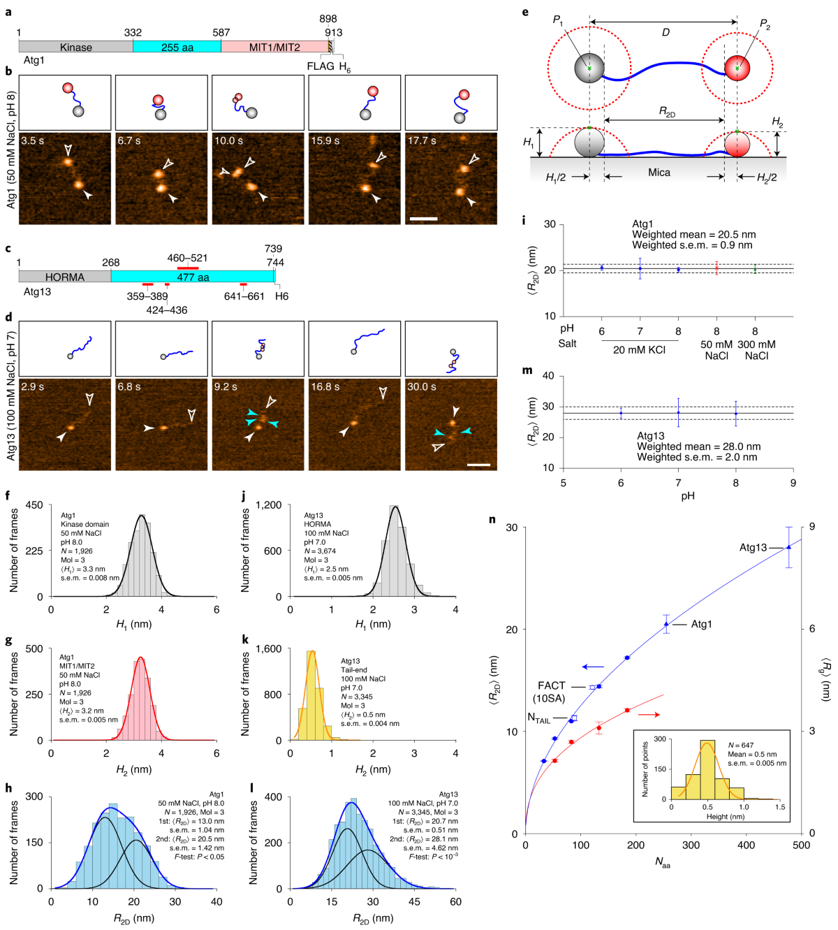 Structural and dynamics analysis of intrinsically disordered proteins by  high-speed atomic force microscopy | Nature Nanotechnology