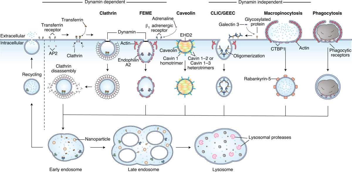 Key principles and methods for studying the endocytosis of 