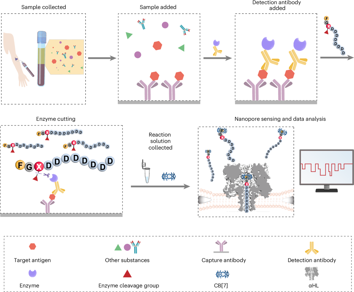 Nanopore-based enzyme-linked immunosorbent assay for cancer biomarker  detection | Nature Nanotechnology