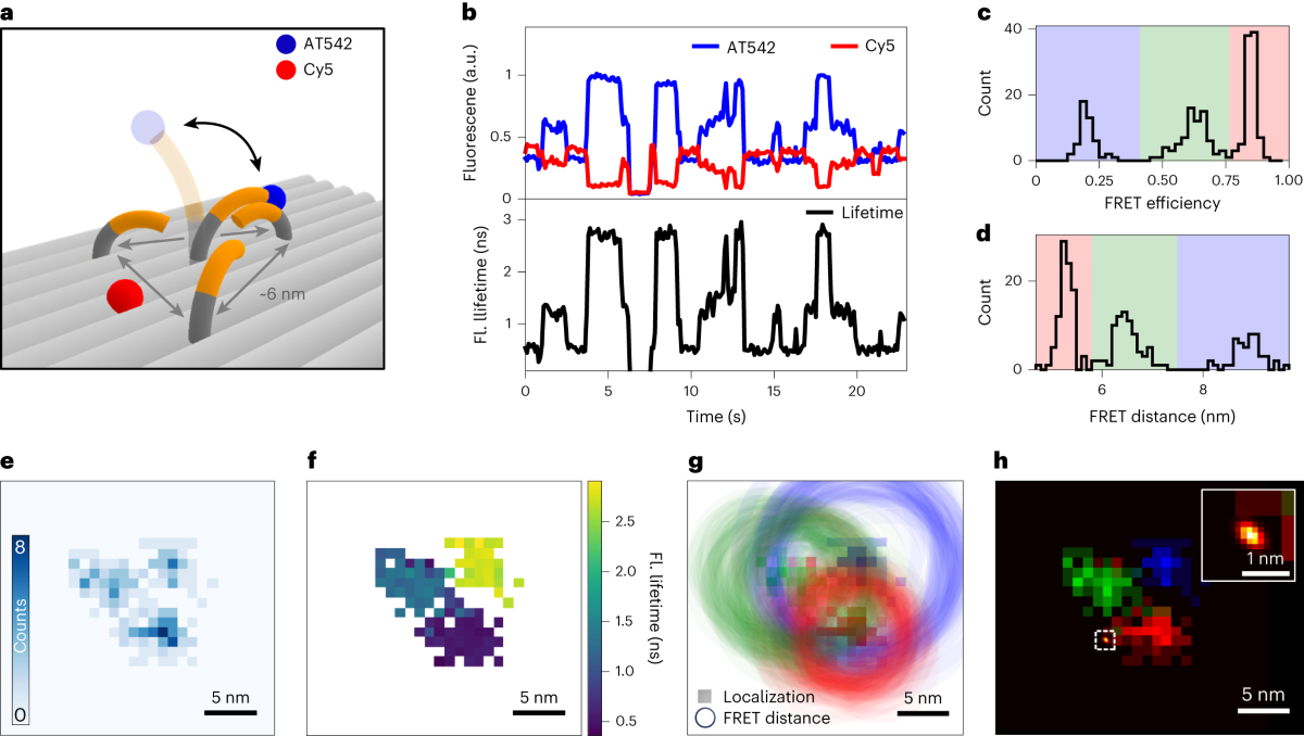 Super-resolved FRET and co-tracking in pMINFLUX | Nature Photonics