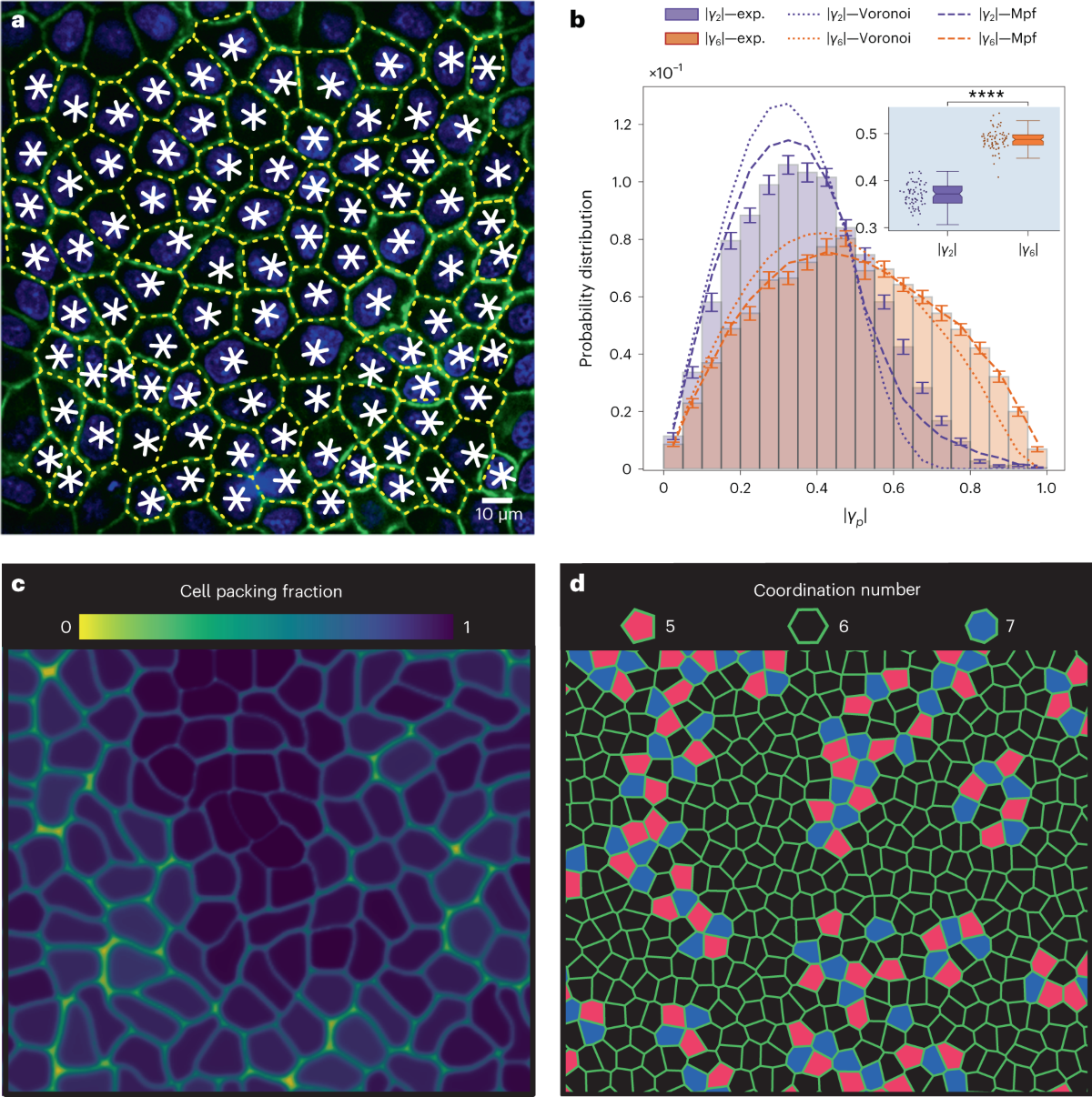 Epithelia are multiscale active liquid crystals | Nature Physics