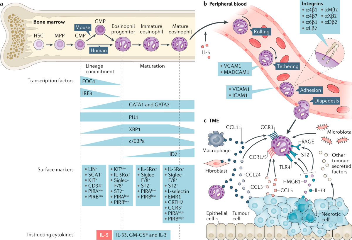 Eosinophils 中文 (96) 사진