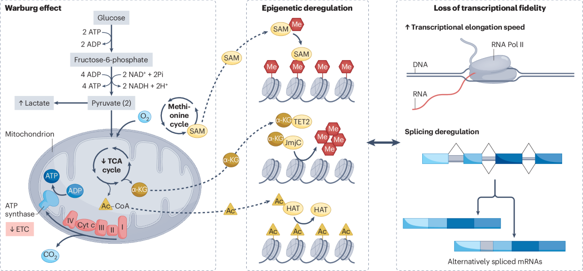 cjc-1295 ipamorelin stack dosage protocol cjc-1295 + ipamorelin how to take CJC-1295/Ipamorelin Dosage Protocol: The Complete Clinical Guide cjc-1295 ipamorelin stack dosage protocol cjc-1295 + ipamorelin how to take CJC-1295/Ipamorelin Dosage Protocol: The Complete Clinical Guide