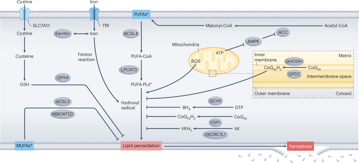 glutathione sta je How Immunocal supports natural glutathione production in MTHFR community main image 1