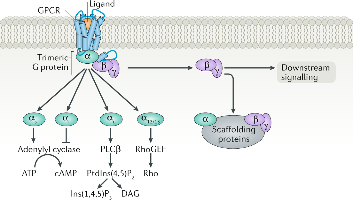 G protein-coupled receptor kinases as therapeutic targets in the heart