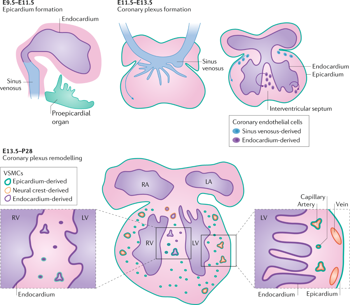 Coronary vessel formation in development and disease: mechanisms 
