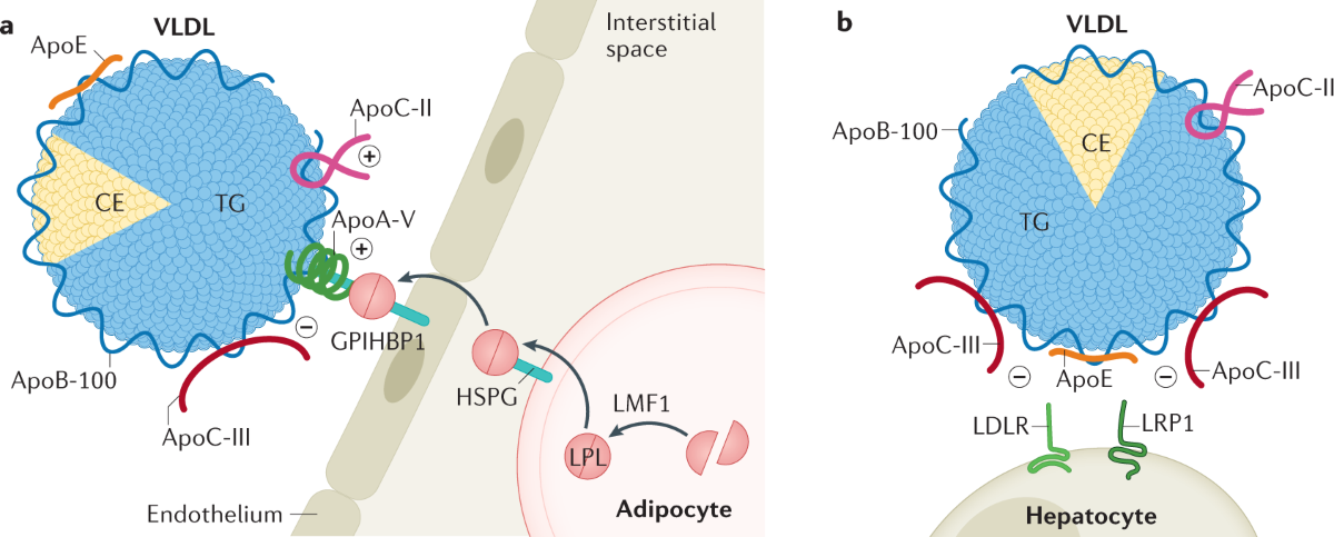 apolipoprotein c-ii cofactor for lipoprotein lipase Apolipoproteins in vascular biology and atherosclerotic disease