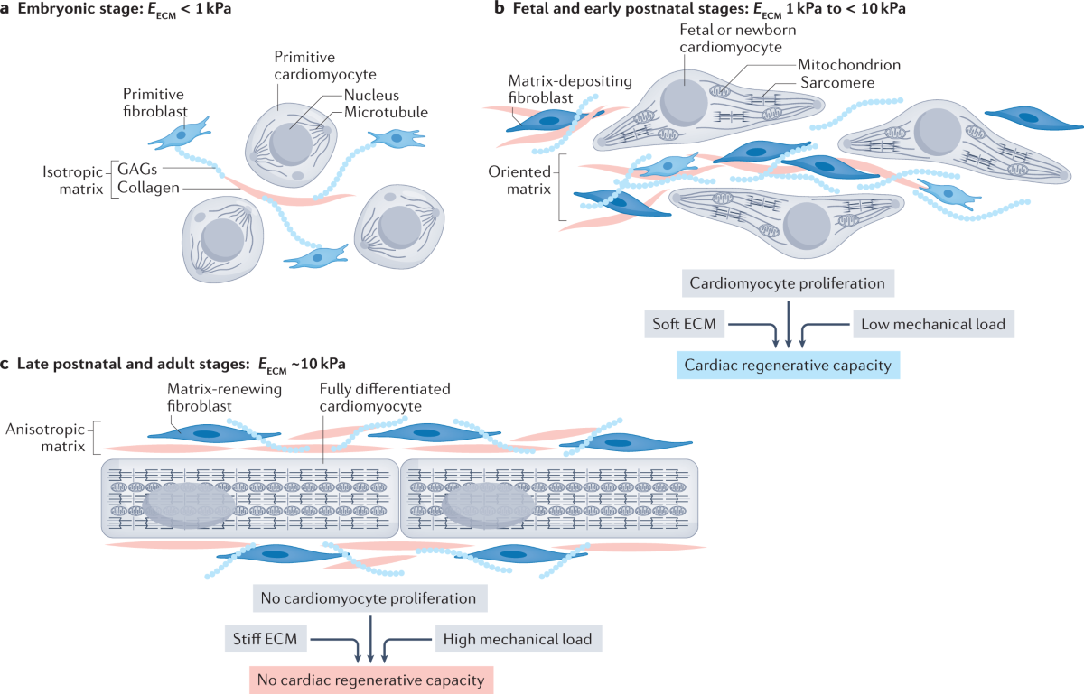 Cardiac fibroblasts and mechanosensation in heart development, health and  disease | Nature Reviews Cardiology