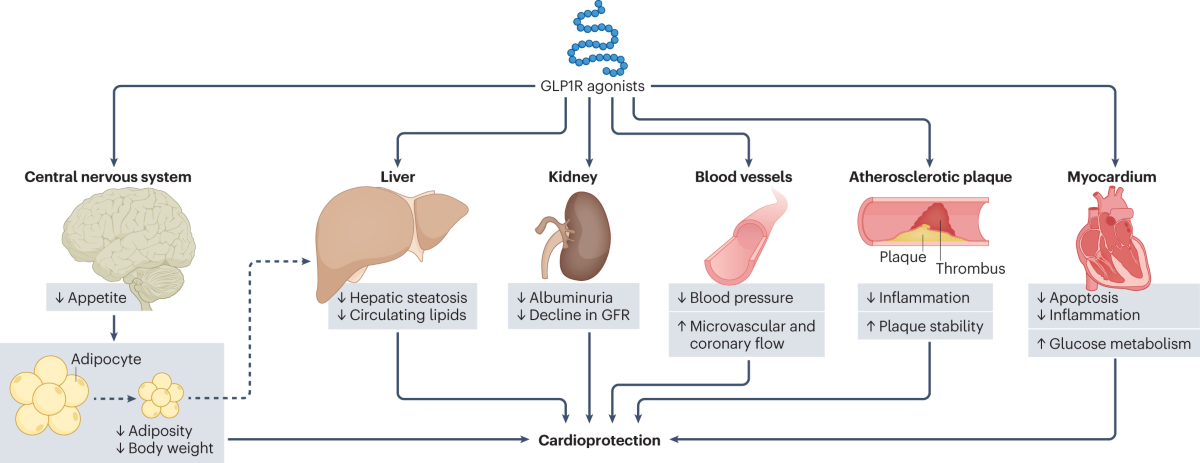 glp 1 cardiovascular disease Glucagon-like peptide 1 receptor agonists: cardiovascular benefits and  mechanisms of action