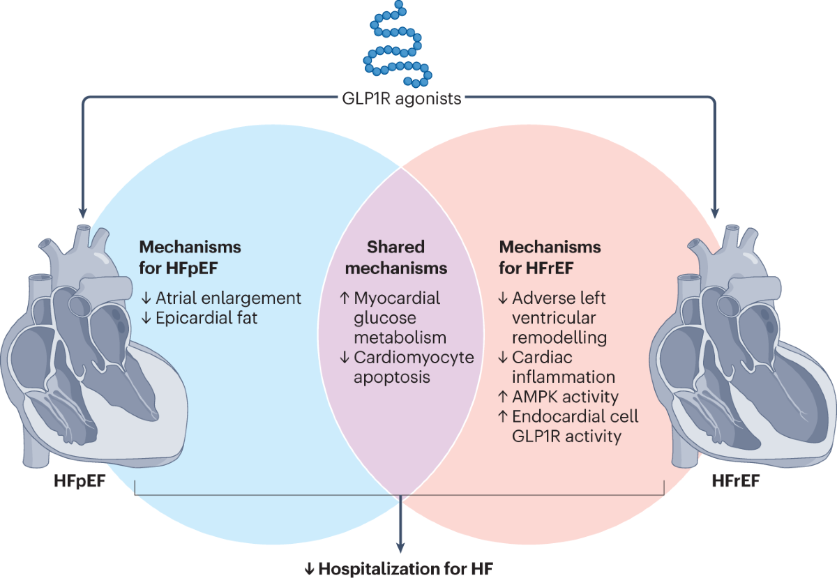 Glucagon-like peptide 1 receptor agonists: cardiovascular benefits and  mechanisms of action