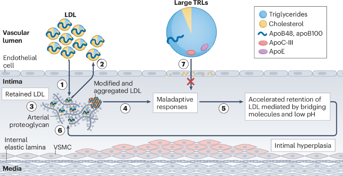 statpearls apolipoprotein c ii lipoprotein lipase cofactor Apolipoproteins in vascular biology and atherosclerotic disease Apolipoproteins and cardiovascular diseases -