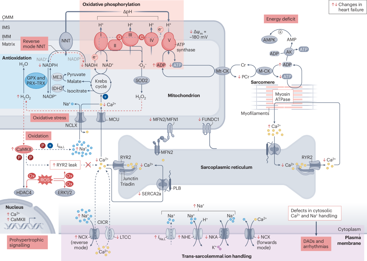 iv therapy nad+ and glutathione in evans ga Mechano-energetic uncoupling in heart failure