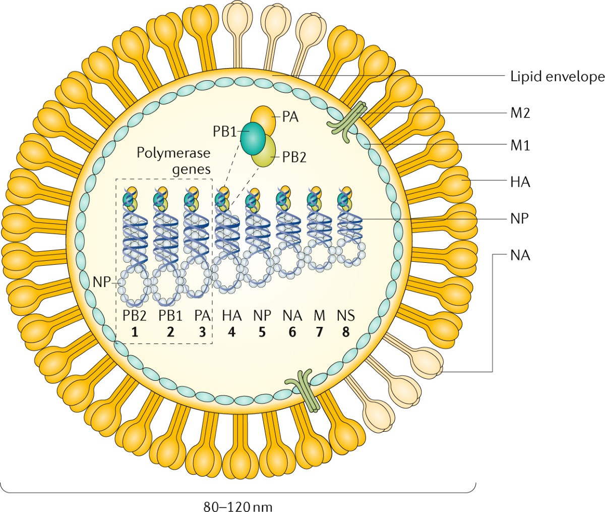 Influenza | Nature Reviews Disease Primers, image size:1200x1015