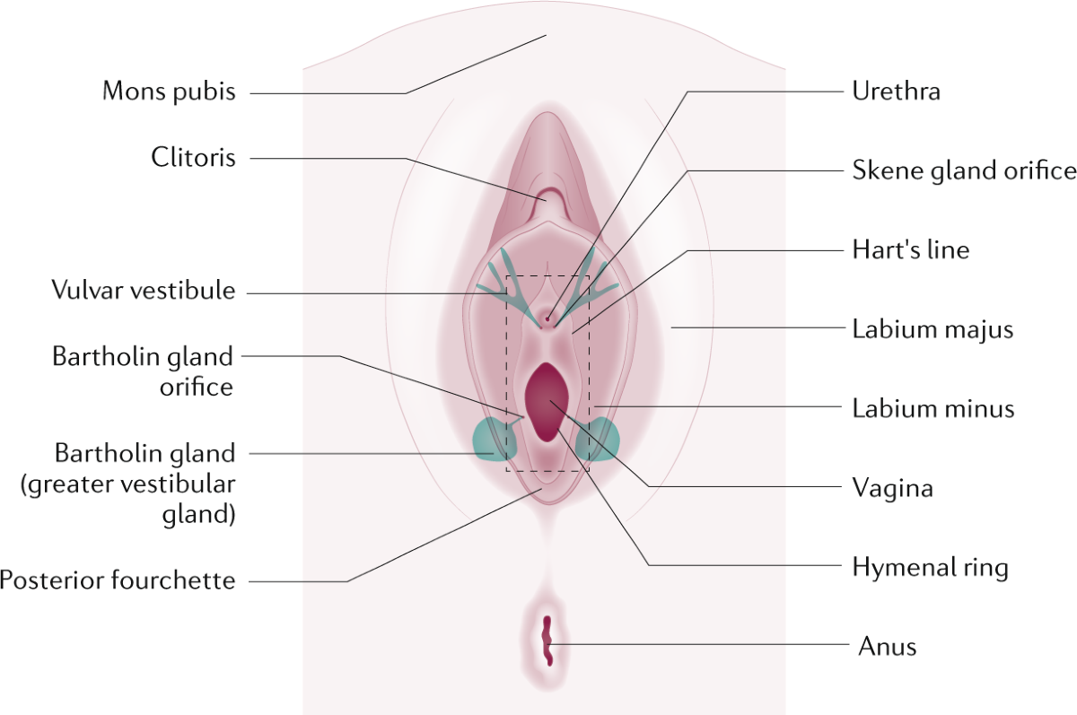 hymenal 