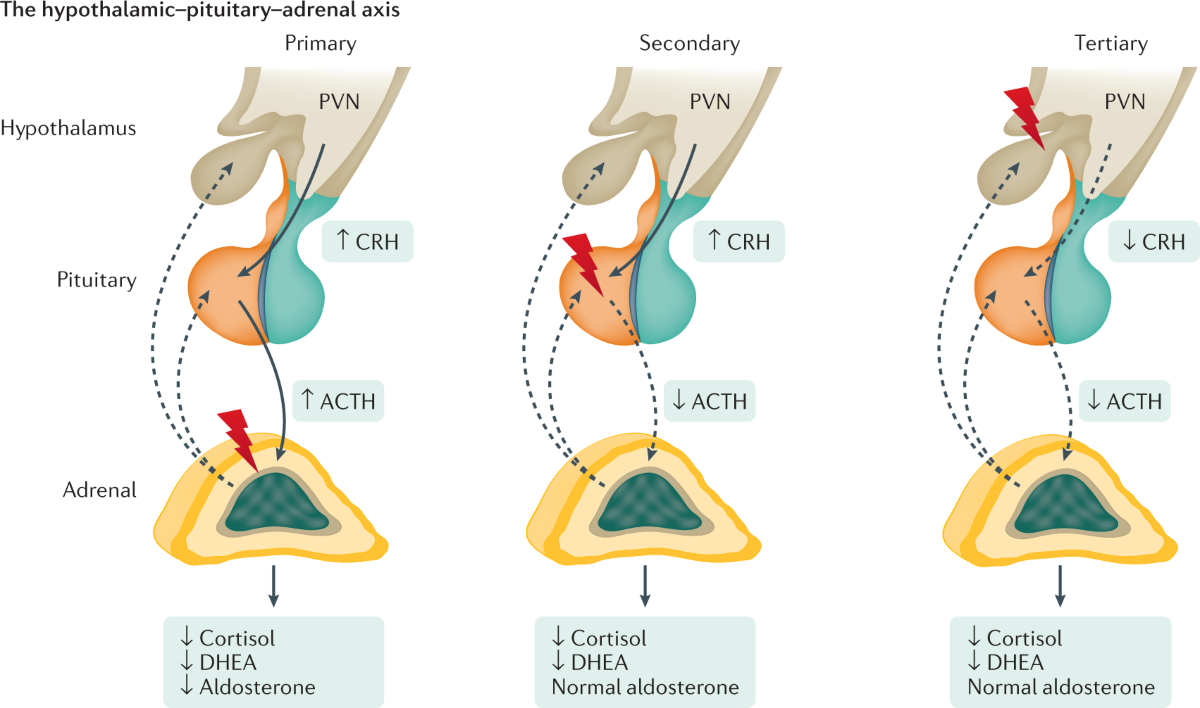 cagrilintide sequence Cagrilintide