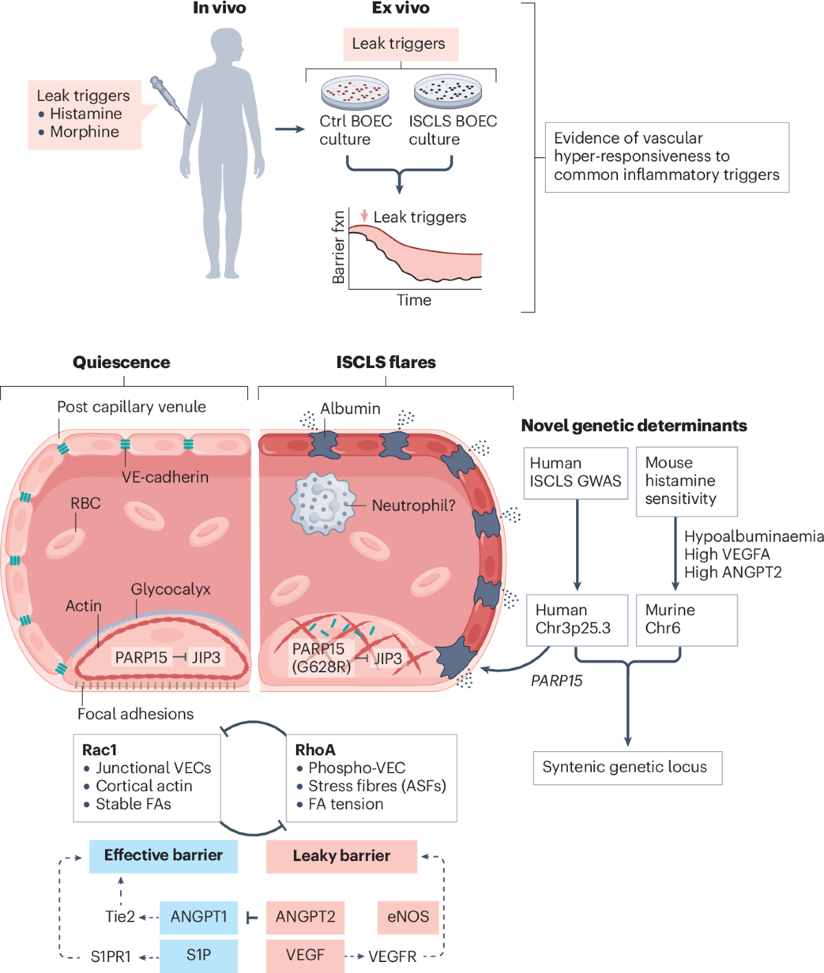Systemic capillary leak syndrome | Nature Reviews Disease Primers