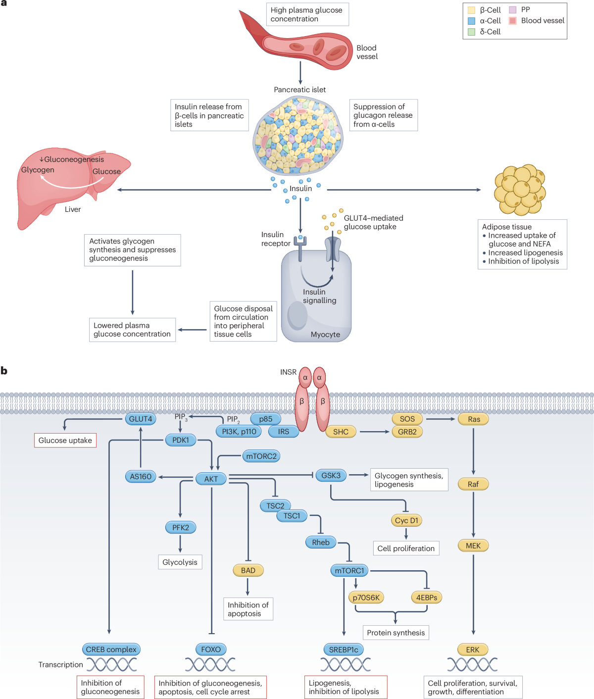 semaglutide prediabetes progression to diabetes Prediabetes