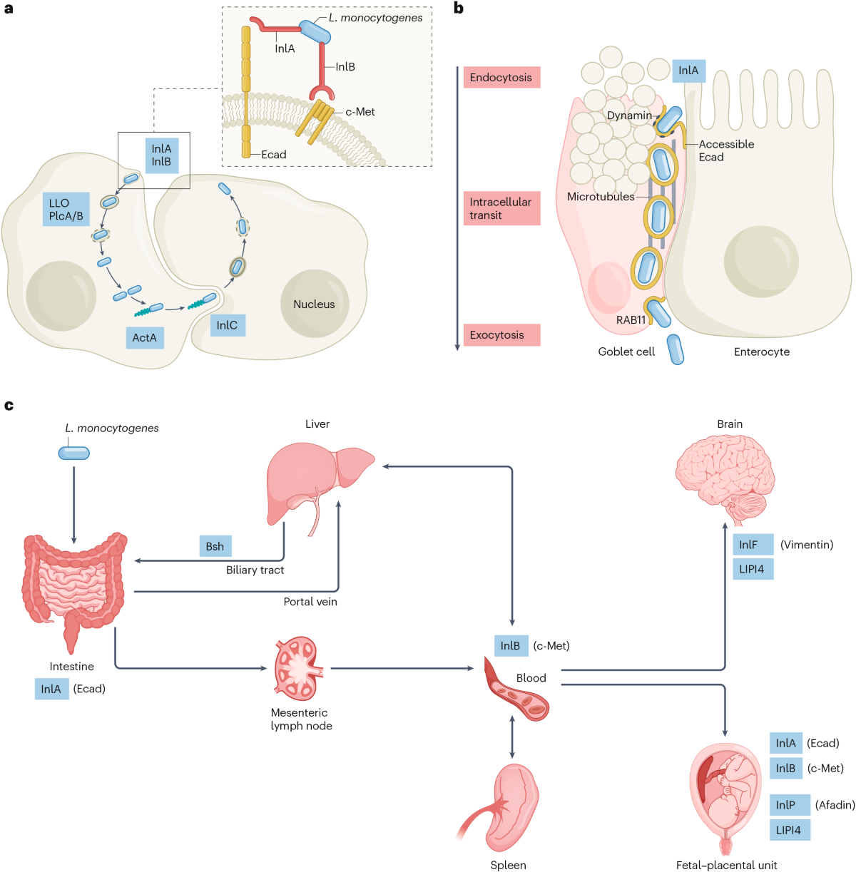 is glutathione bad for your liver Therapeutic effects of reduced glutathione on liver function, fibrosis, and  HBV DNA clearance in chronic hepatitis B patients | BMC Gastroenterology