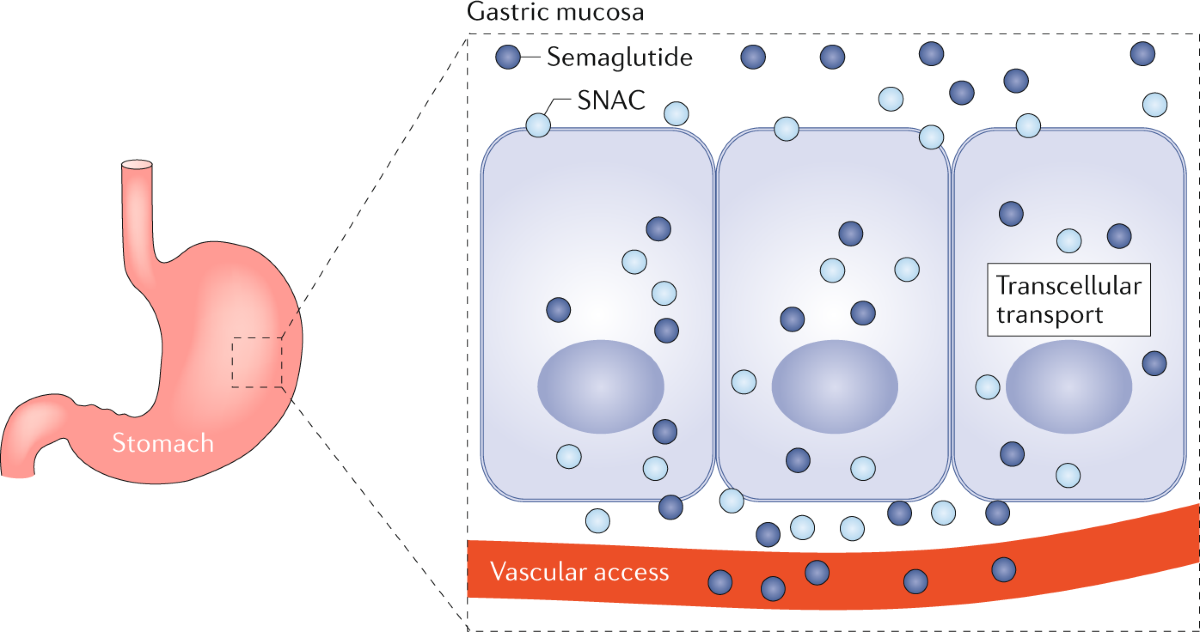snac in semaglutide Advances in oral peptide therapeutics