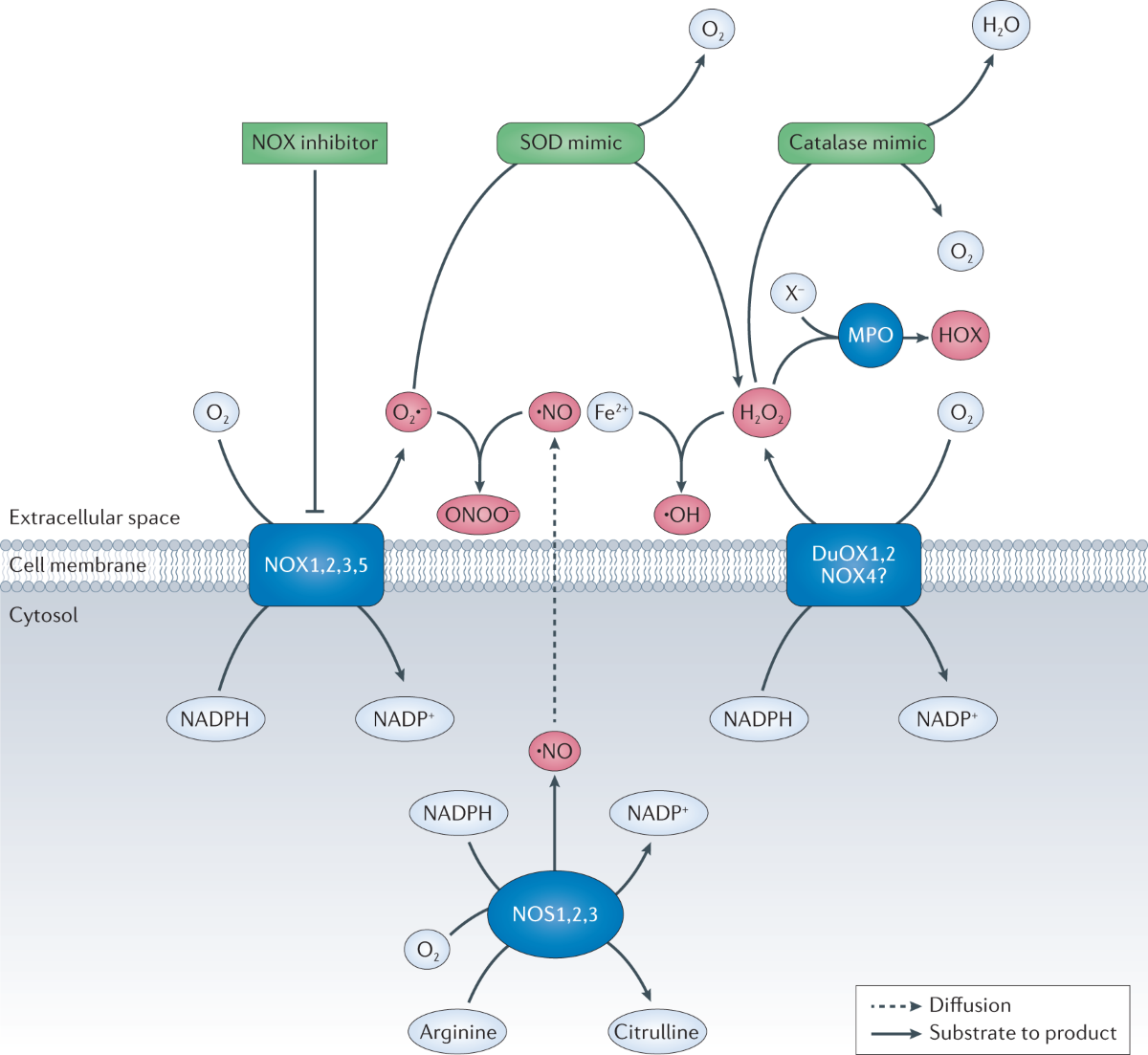 paraxanthine increases glutathione catalase Liposomal Glutathione Protocol main image 0