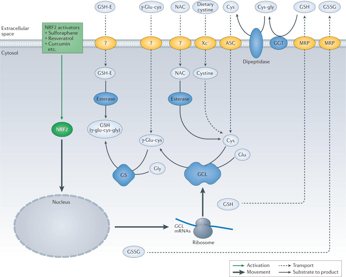 Targeting oxidative stress in disease: promise and limitations of  antioxidant therapy | Nature Reviews Drug Discovery