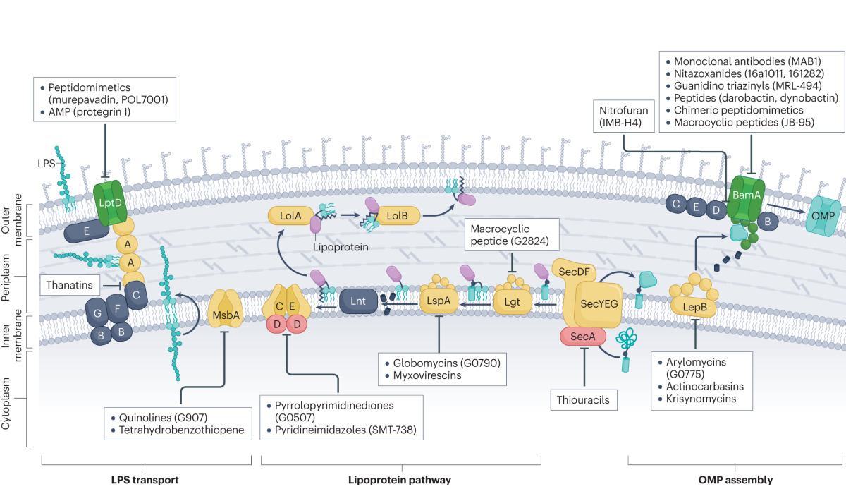 Identification and development of TRPM4 antagonists to counteract neuronal  excitotoxicity, image size:1200x693