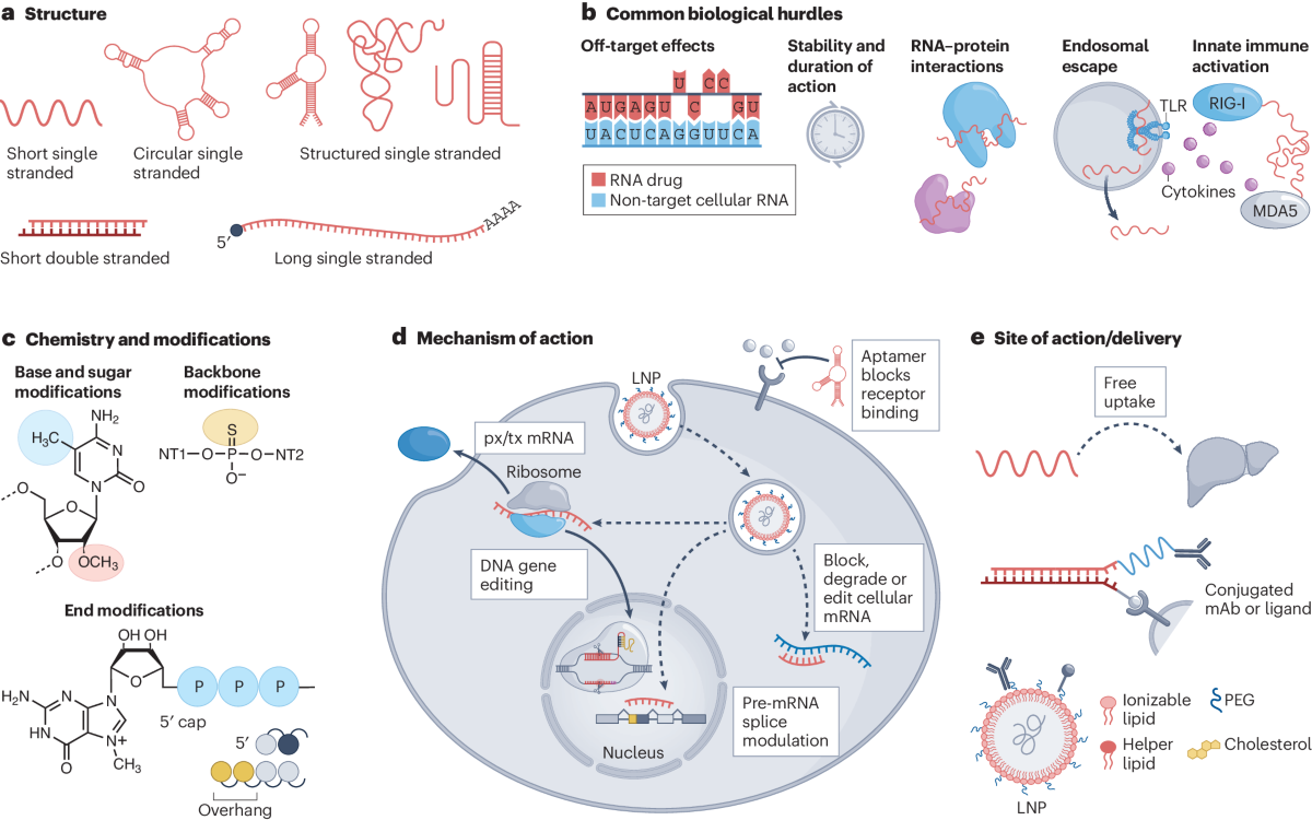 Frameworks for transformational breakthroughs in RNA-based medicines |  Nature Reviews Drug Discovery