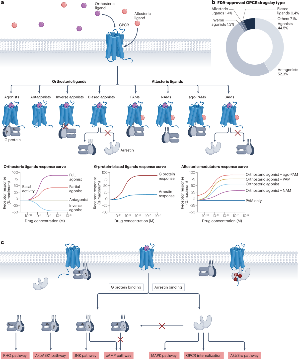 Functional dynamics of G protein-coupled receptors reveal new routes for  drug discovery | Nature Reviews Drug Discovery