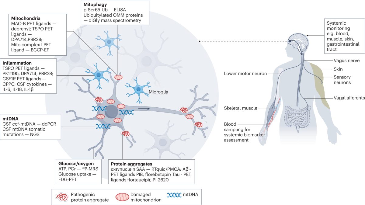 Targeting mitophagy in neurodegenerative diseases | Nature Reviews Drug  Discovery