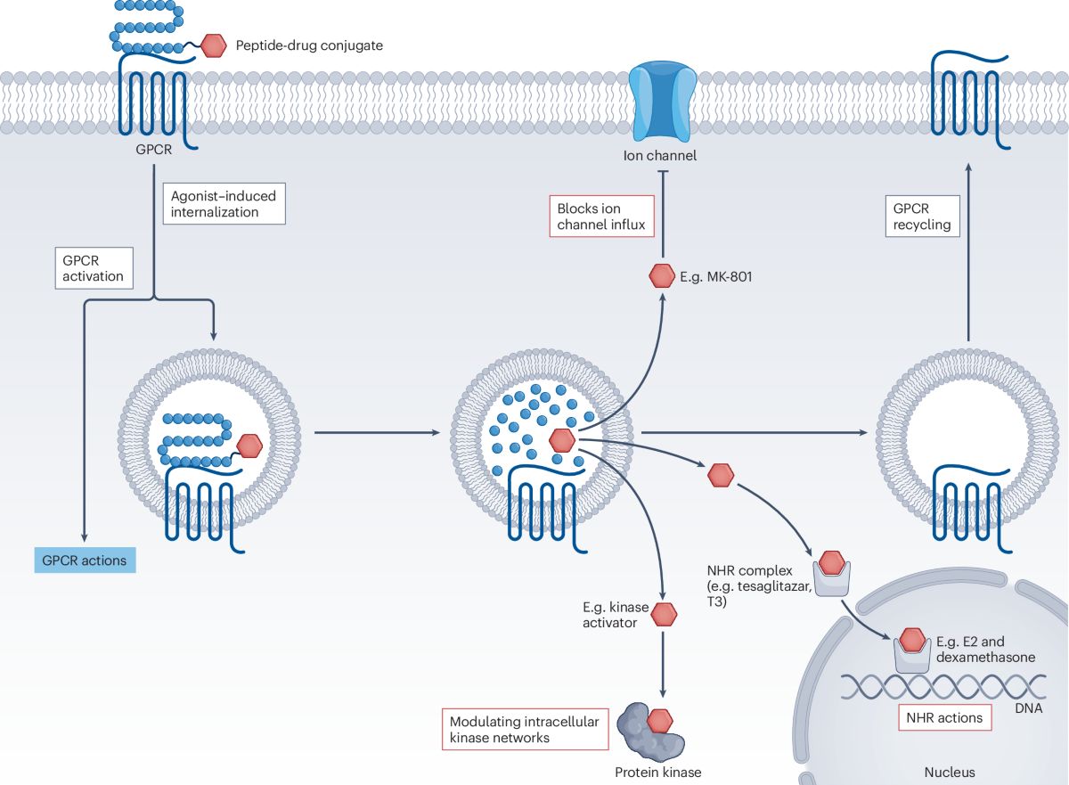 glp 1 physiology informs the pharmacotherapy of obesity The evolving landscape of obesity pharmacotherapy