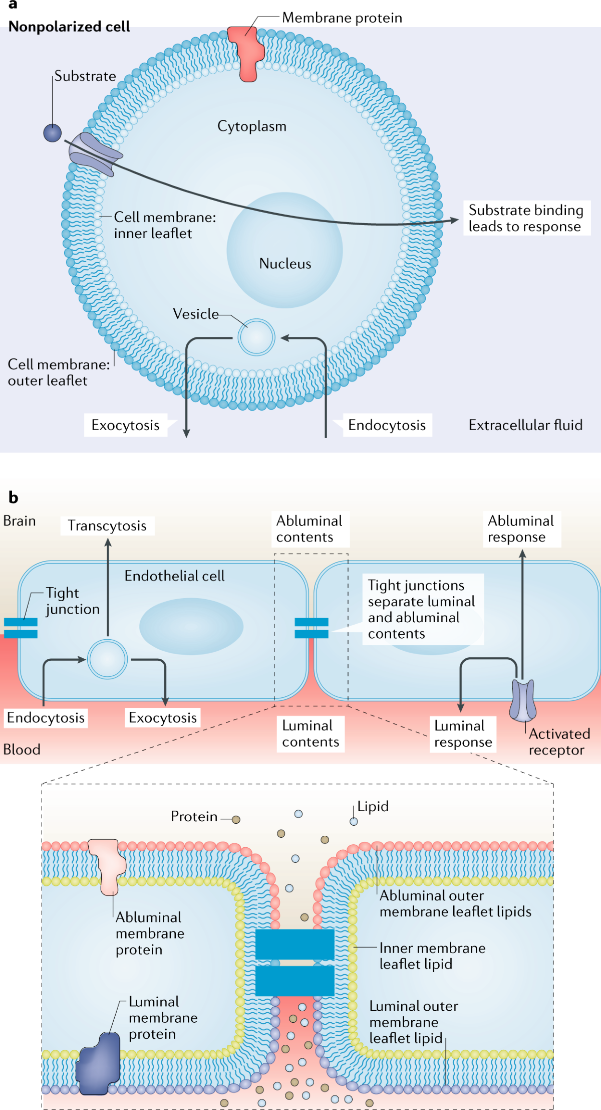glp-1 blood brain barrier Repurposing glucagon-like peptide-1 receptor agonists for the treatment of neurodegenerative disorders Glucose-dependent insulinotropic polypeptide receptor signaling