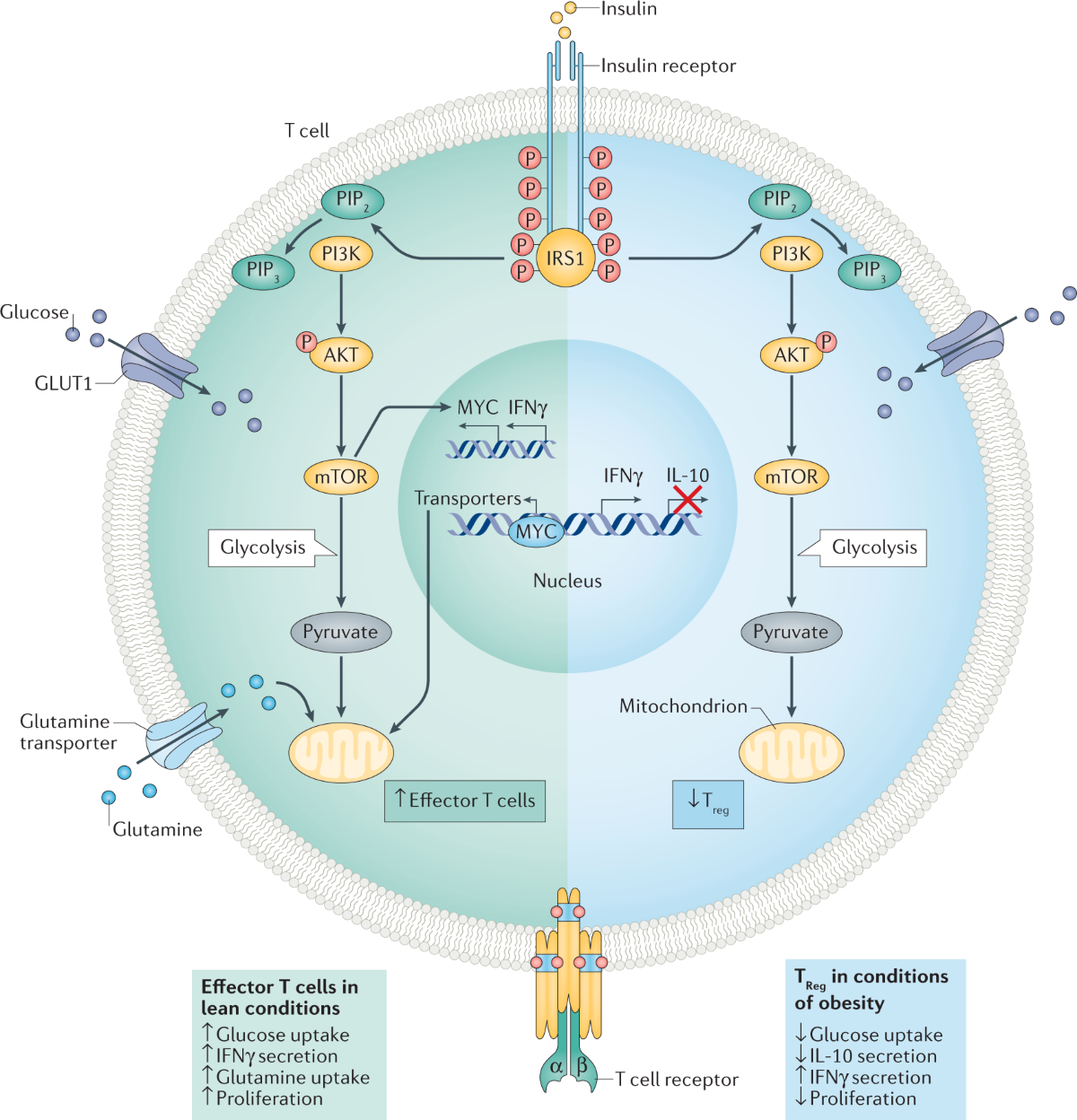 semaglutide and immune system Adaptive immune cells shape obesity-associated type 2 diabetes mellitus and  less prominent comorbidities