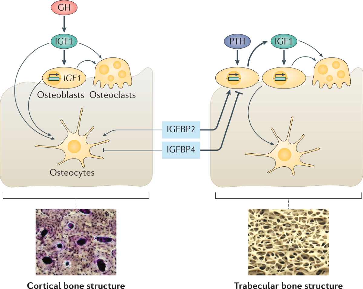 igf 1 lr3 bone growth Skeletal disorders associated with the growth hormone–insulin-like growth  factor 1 axis