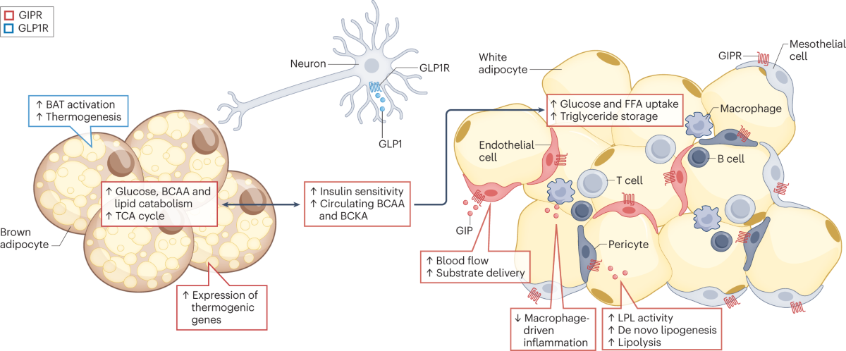 gip/glp-1 Beyond the pancreas: contrasting cardiometabolic actions of GIP and GLP1