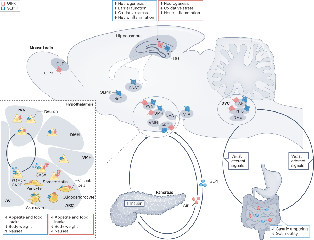 glp 1 gip Beyond the pancreas: contrasting cardiometabolic actions of GIP and GLP1