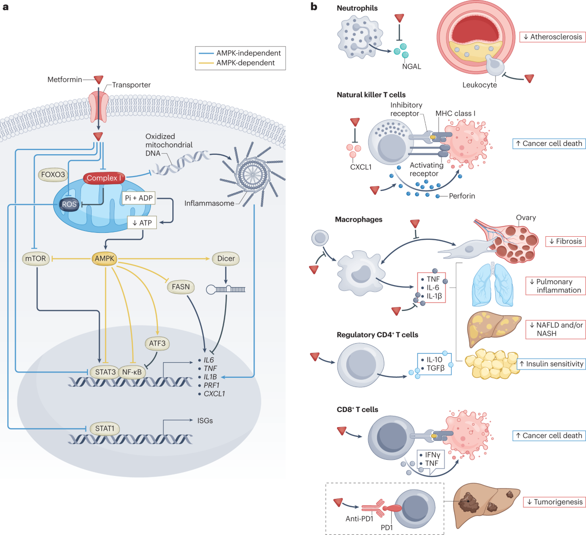Metformin: update on mechanisms of action and repurposing potential |  Nature Reviews Endocrinology